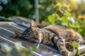 Domestic cat lying on a roof with a solar panel and enjoying the sun