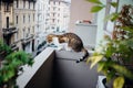 Domestic cat lying in wait on the balcony watching the street