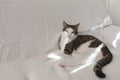Domestic Cat Lying On White Couch