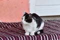 The domestic cat - Novaci Romania 57