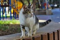 Domestic cat multi-colored walking in the city park