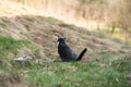 Domestic cat pees in a meadow