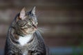 Domestic cat outdoors sitting near wooden fence Royalty Free Stock Photo