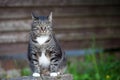 Domestic cat outdoors sitting near wooden wall Royalty Free Stock Photo