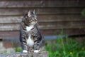 Domestic cat outdoors sitting near wooden wall Royalty Free Stock Photo