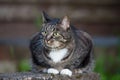 Domestic cat outdoors sitting near wooden wall Royalty Free Stock Photo