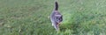 Domestic cat outsides panorama