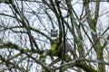 Domestic cat outsides in a winter tree