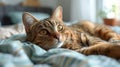 Cat Sleeping on Bed With Eyes Closed Royalty Free Stock Photo