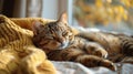 Cat Sleeping on Bed With Eyes Closed Royalty Free Stock Photo