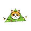 Domestic cat peeking out between branches of Christmas tree between with electric light chain Royalty Free Stock Photo