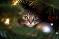 Domestic cat peeking out between branches of Christmas tree between lights and baubles