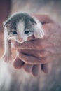 Domestic cat. Pet kitten in hands Royalty Free Stock Photo