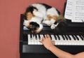 Domestic cat on the piano where a child is playing music Royalty Free Stock Photo