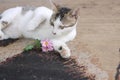 Domestic cat with pink flower laying on dark light brown carpet background. Cute kitty playing with flowers plant. Royalty Free Stock Photo