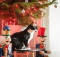 A domestic cat playing with Christmas tree baubles and looking at the Christmas tree. Royalty Free Stock Photo