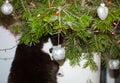 A domestic cat playing with Christmas tree baubles and looking at the Christmas tree. Royalty Free Stock Photo