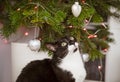 A domestic cat playing with Christmas tree baubles and looking at the Christmas tree. Royalty Free Stock Photo