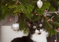 A domestic cat playing with Christmas tree baubles and looking at the Christmas tree. Royalty Free Stock Photo