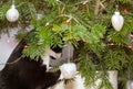 A domestic cat playing with Christmas tree baubles and looking at the Christmas tree. Royalty Free Stock Photo