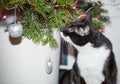 A domestic cat playing with Christmas tree baubles and looking at the Christmas tree. Royalty Free Stock Photo