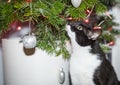 A domestic cat playing with Christmas tree baubles and looking at the Christmas tree. Royalty Free Stock Photo