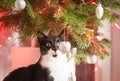 A domestic cat playing with Christmas tree baubles and looking at the Christmas tree. Royalty Free Stock Photo