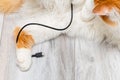 domestic cat playing with phone charger at home Royalty Free Stock Photo