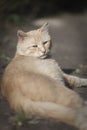 Domestic cat portrait. Ginger cat animal