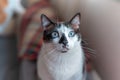 A black and white cat with blue eyes looks up. close up Royalty Free Stock Photo