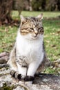 Domestic cat posing in outdoors, animal portrait