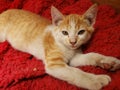 domestic cat puppy in light brown resting on the soft red fabric