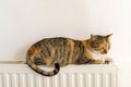 Domestic cat relaxing on a radiator