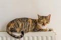 Domestic cat relaxing on radiator Royalty Free Stock Photo