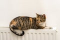 Domestic cat relaxing on a radiator Royalty Free Stock Photo