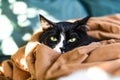 A domestic cat resting in a blanket Royalty Free Stock Photo