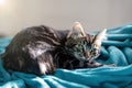 Domestic cat resting on blanket at home with cute look Royalty Free Stock Photo