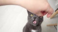 Domestic cat runs to owner to eat food and enjoys taste