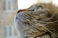 Domestic cat& x27;s eye close-up, with creative sky reflection macro shot Royalty Free Stock Photo