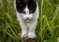 A domestic cat saw some prey and prepared to jump