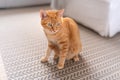 Brown tabby cat with green eyes sitting on the carpet, looks to the side Royalty Free Stock Photo