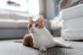 white and brown cat with yellow eyes on the carpet, looks to the side Royalty Free Stock Photo