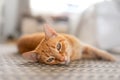 brown cat with green eyes lying on the carpet, looks at the camera Royalty Free Stock Photo