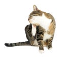 Domestic cat scratching Royalty Free Stock Photo