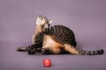 Domestic cat scratching behind her ear studio portrait