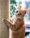 A domestic cat scratching its scratching post