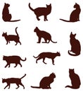 Domestic cat silhouette