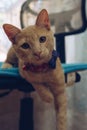 Domestic cat on the sill, beautifull animal