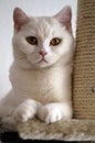 Domestic cat Royalty Free Stock Photo