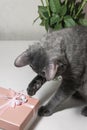 A domestic cat sits on a table near a vase with a bouquet of white roses with a greeting box Royalty Free Stock Photo